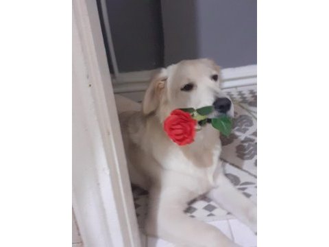 Erkek 1 yaşında golden retriever
