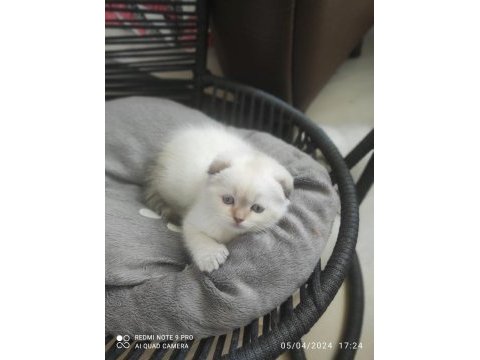 A kalite scottish fold yavrularımız