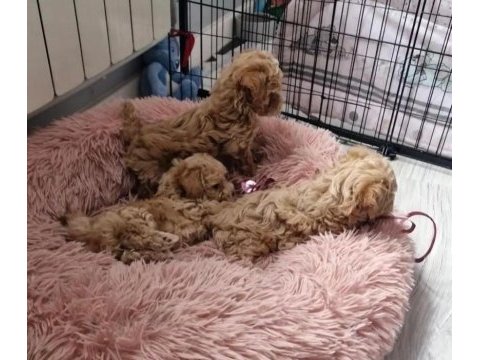Full garantili gerçek teacup maltipoo