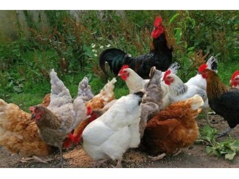 Köy tavukları ve ırk tavuklar