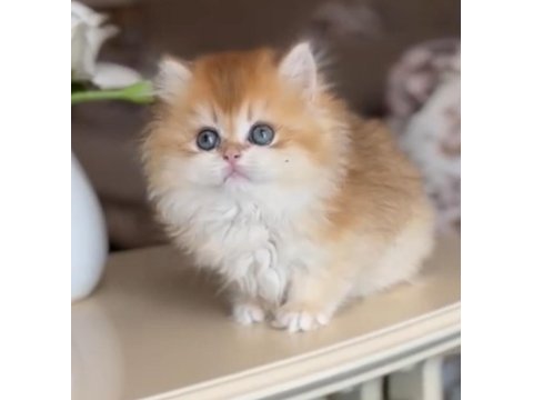 Blh ny 12 golden british longhair dişi
