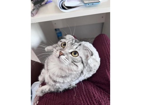 Geçici yuva arıyorum kedimize
