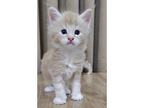 Maine coon yavru kedilerimiz