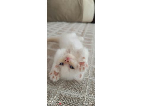 Pamuk iran kedisi kız