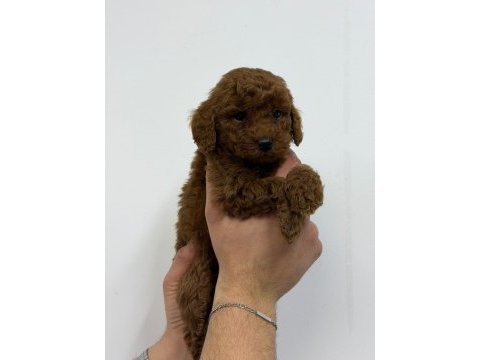 Irk garantili evinizin neşesi toy poodle