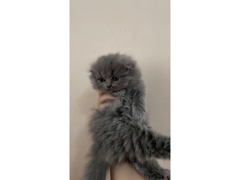 Scottish fold yavruları
