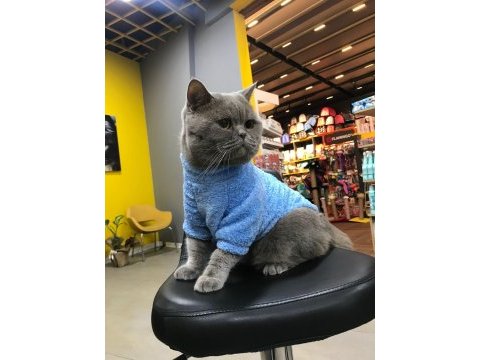 Çok tatlı bir british longhair