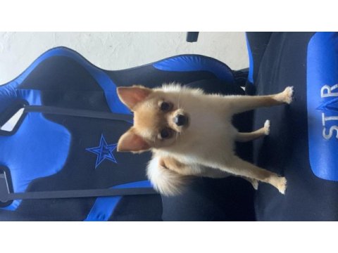 0 numara dişi chihuahua
