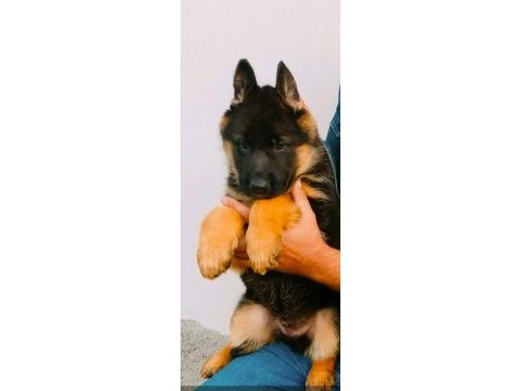 Üst düzey alman çoban köpeği yavru