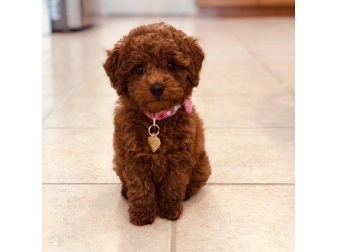 Mersin toy poodle köpekleri