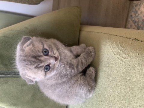 Muhteşem bebeklerimiz british shorthair