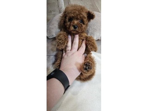 2 aylık toy poodle yavrular