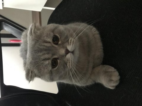 Bursa scottish fold
