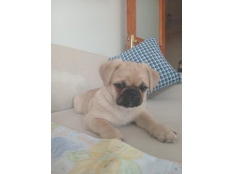 Yavru pug köpeğimiz eğitimlidir