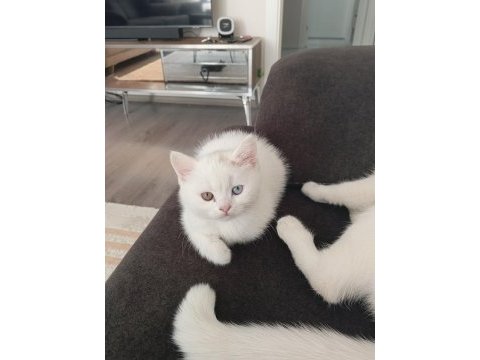 British shorthair 3 aylık