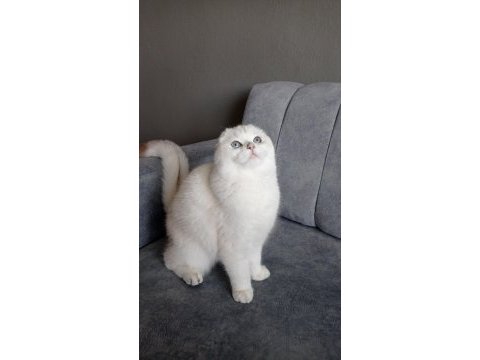 İzmir içi ücretsiz yetişkin dişi scottish fold