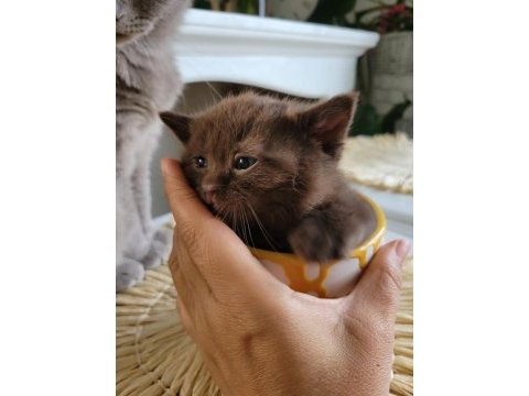 British shorthair 5 tane yavru