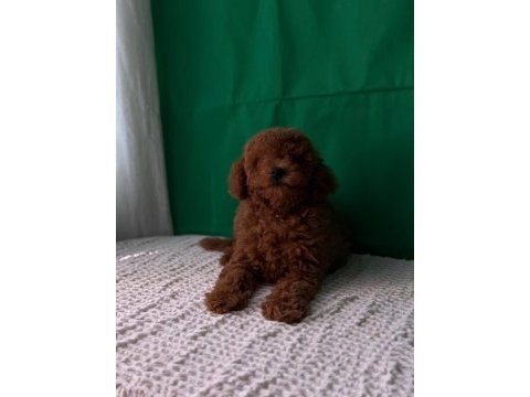 Kore ve toy poodle bebekler