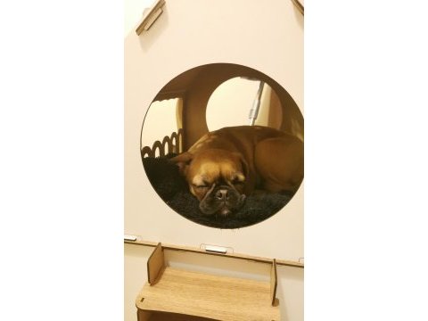 Çok güzel her eğitimi olan aile dostu pugmix