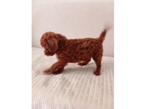 Dark red brown toy poodle