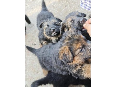 Orjinal alman kurdu yavruları