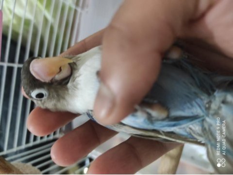 3 aylık erkek sevda papağanı
