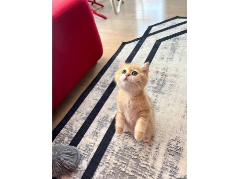 Safkan british shorthair golden ny12 erkek yavru