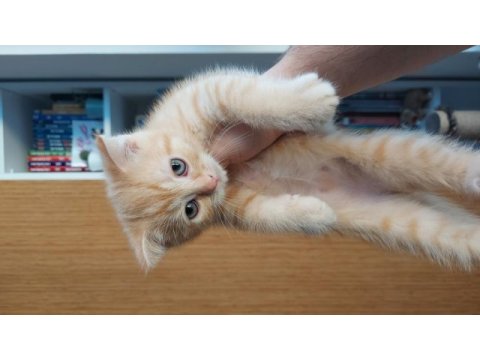 Scottish fold oğlum yeni yuvasını arıyor