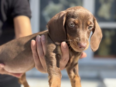 Petmode köpek çiftliğinden dachshund yavrumuz