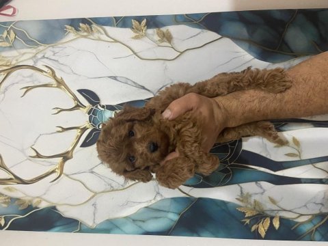 Kaliteli toy poodle bebekler