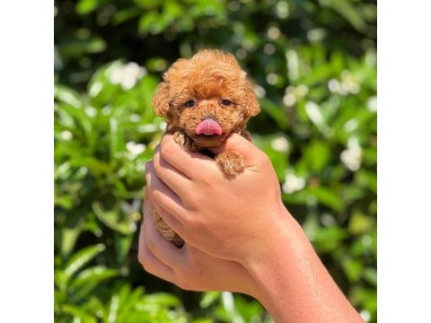 Toy poodle saf kan