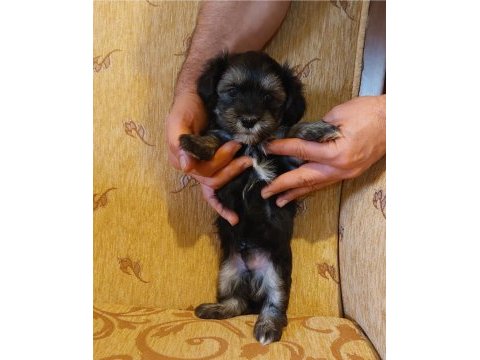 Sağlıklı oyuncu erkek morkie yavruları