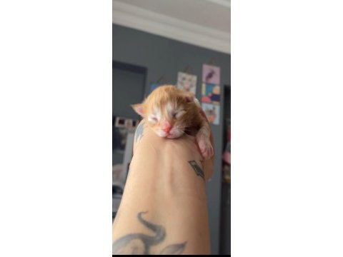 Maine coon miniklerim rezerve için müsait