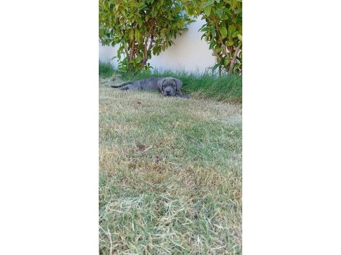 Dev adayı cane corso