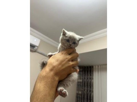 1 mayıs doğumlu british shorthair bebekler