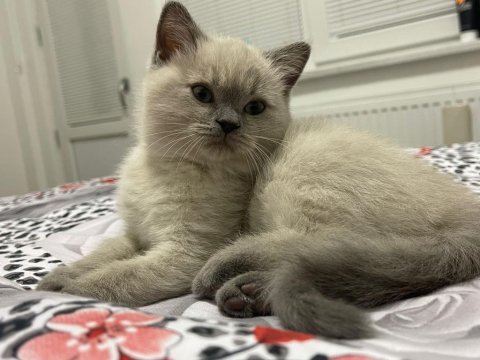 3 aylık tosun paşam british shorthair