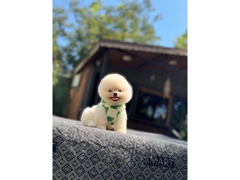 Orange pomeranian boo köpeği