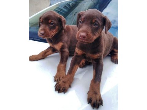 Irk ve sağlık garantili doberman bebeklerimiz
