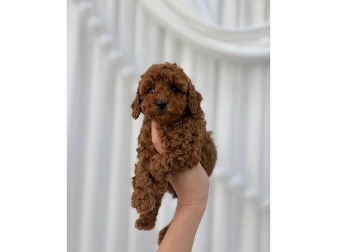 Toy poodle minikler