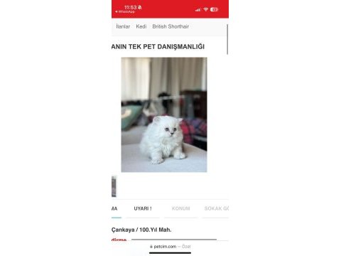 Çağrı çemçem in sizin için seçtiği özel yavrular 