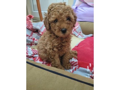 Toy poodle red brown orjinal