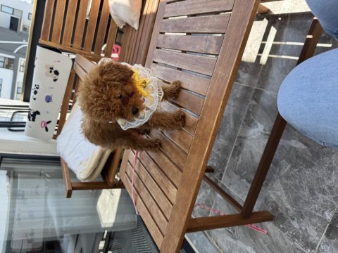 Köpeğimiz kukiiii