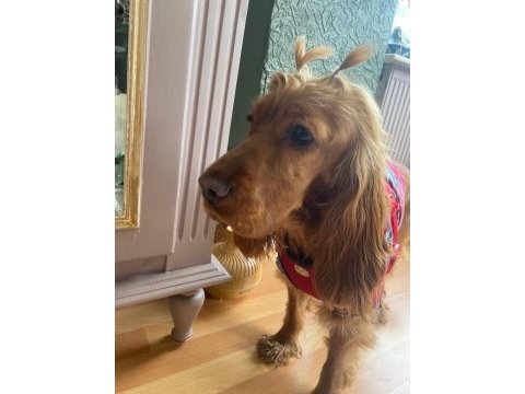 8 aylık cocker köpeğimiz