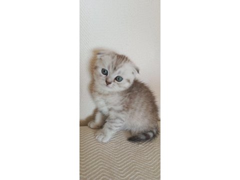 Kedi sahiplendirme british shorthair