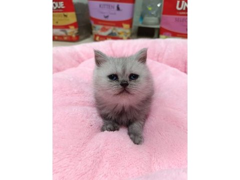 Scottish fold ve scottish straight yavrularım