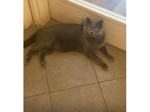 British shorthair acil ömürlük yuva