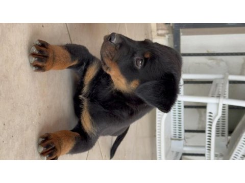 Rottweiler varsa daha iyisi o da annesi