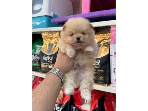 Pomeranian yavrularımız
