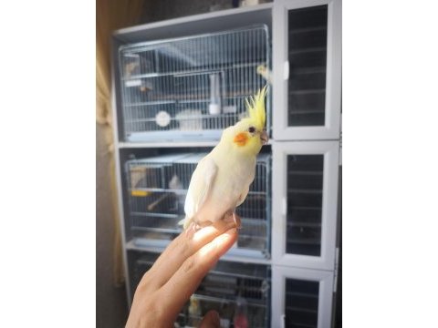 Kırmızı göz lutino sultan yeme düştü yeni sahibini bekliyor