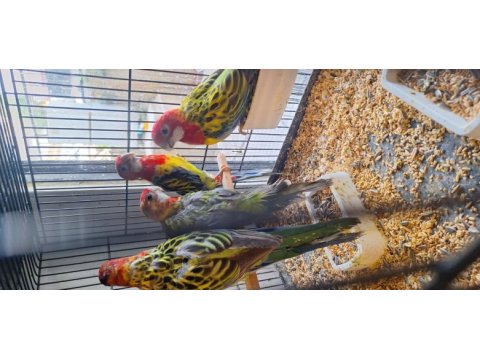 Fiyat açıklamada yazılı rozella papağanı